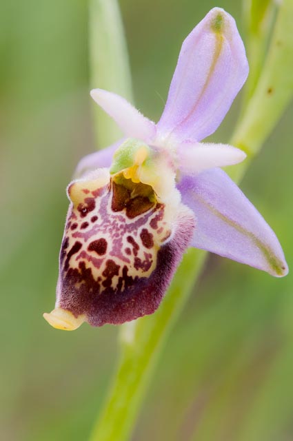 Ophrys fuciflora